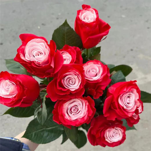 厄瓜多尔进口染色玫瑰花 cherry lips樱桃唇10支 商品图3