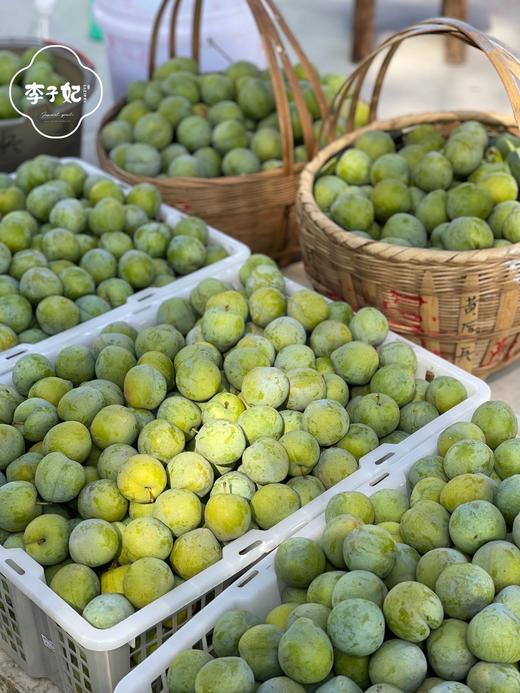李子妃巫山脆李 （60枚） 商品图5