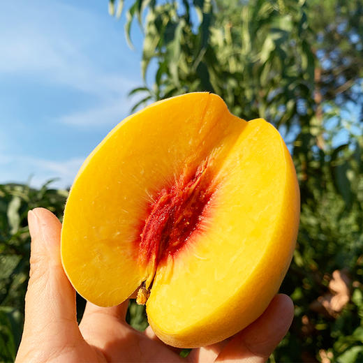 【24年新果】湖南炎陵黄桃5斤7-12枚  顺丰京东发货  商品图0