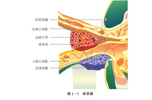 儿童肾病系统化诊疗手册 商品图1
