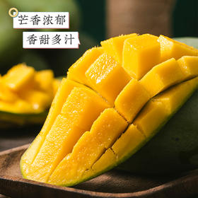 广西百色桂七芒