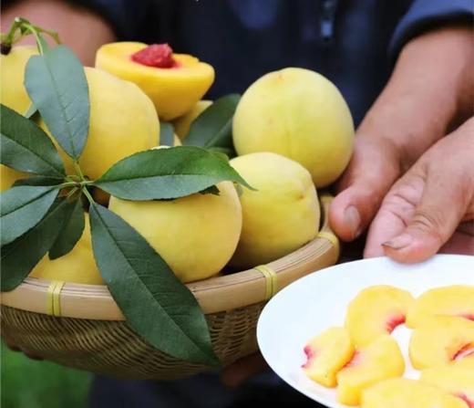【24年新果】湖南炎陵黄桃5斤7-12枚  顺丰京东发货  商品图6