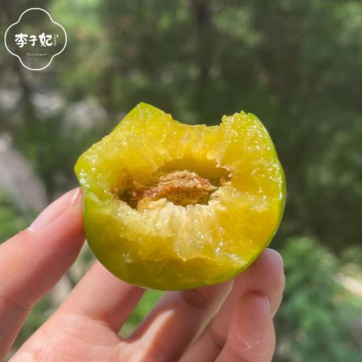 李子妃巫山脆李 （60枚） 商品图0