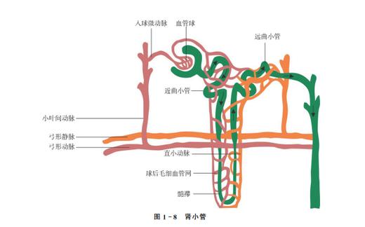 儿童肾病系统化诊疗手册 商品图2