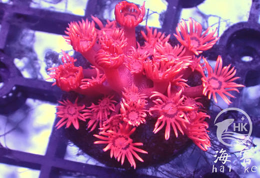 人工日本红单包 商品图0