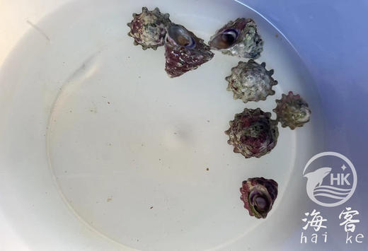 紫底清洁螺（吃藻） 商品图0