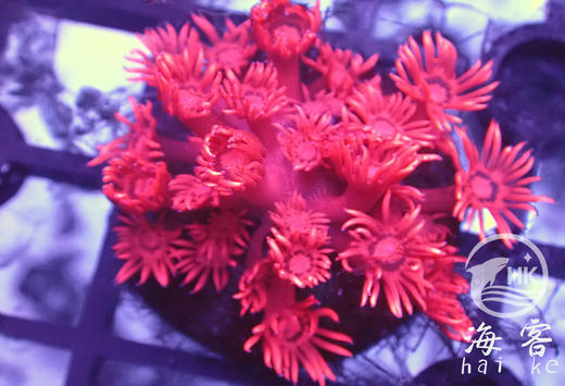 人工日本红单包 商品图1