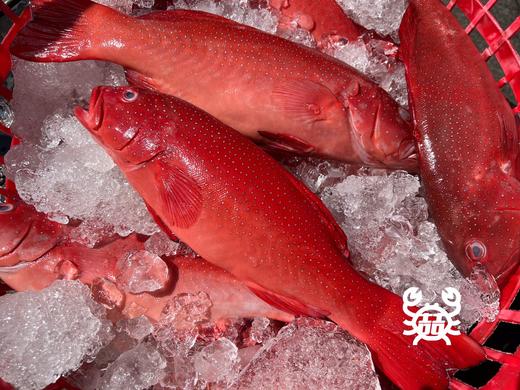 东海野生海钓东星斑 商品图3