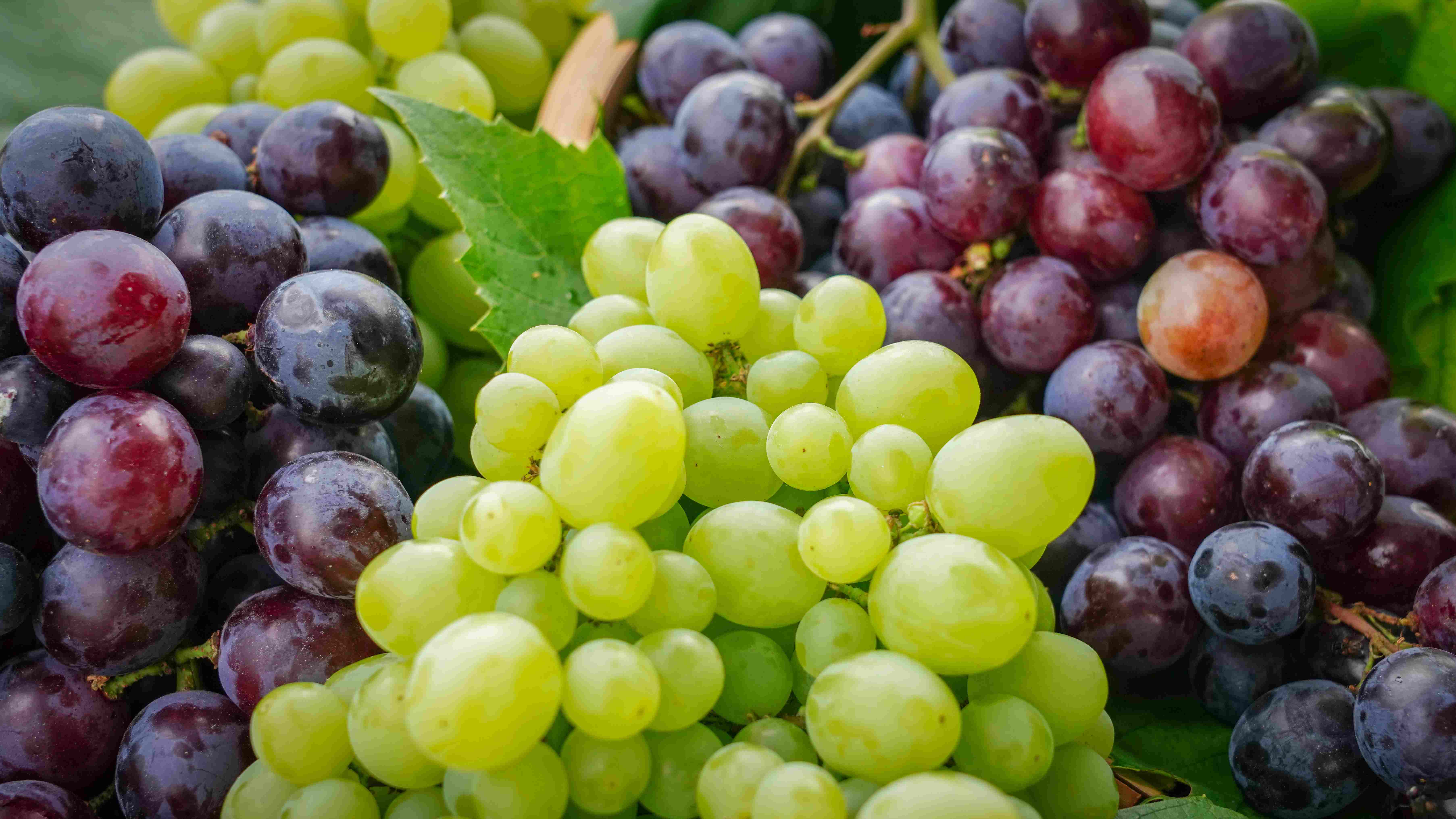 太行磨盘山生态葡萄多滋味浓清雅脆甜公平贸易基地直发包邮taihang