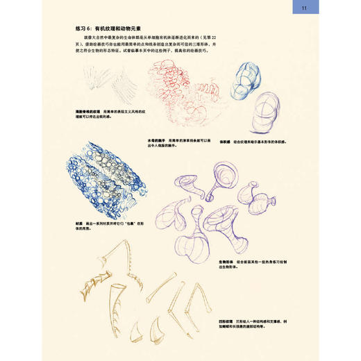 后浪正版 理解动物形态：画出立体感和生动感的关键 从零学习各个物种的肌肉解剖和骨骼系统 掌握运动的规律捕捉自然界的奇迹瞬间 商品图4