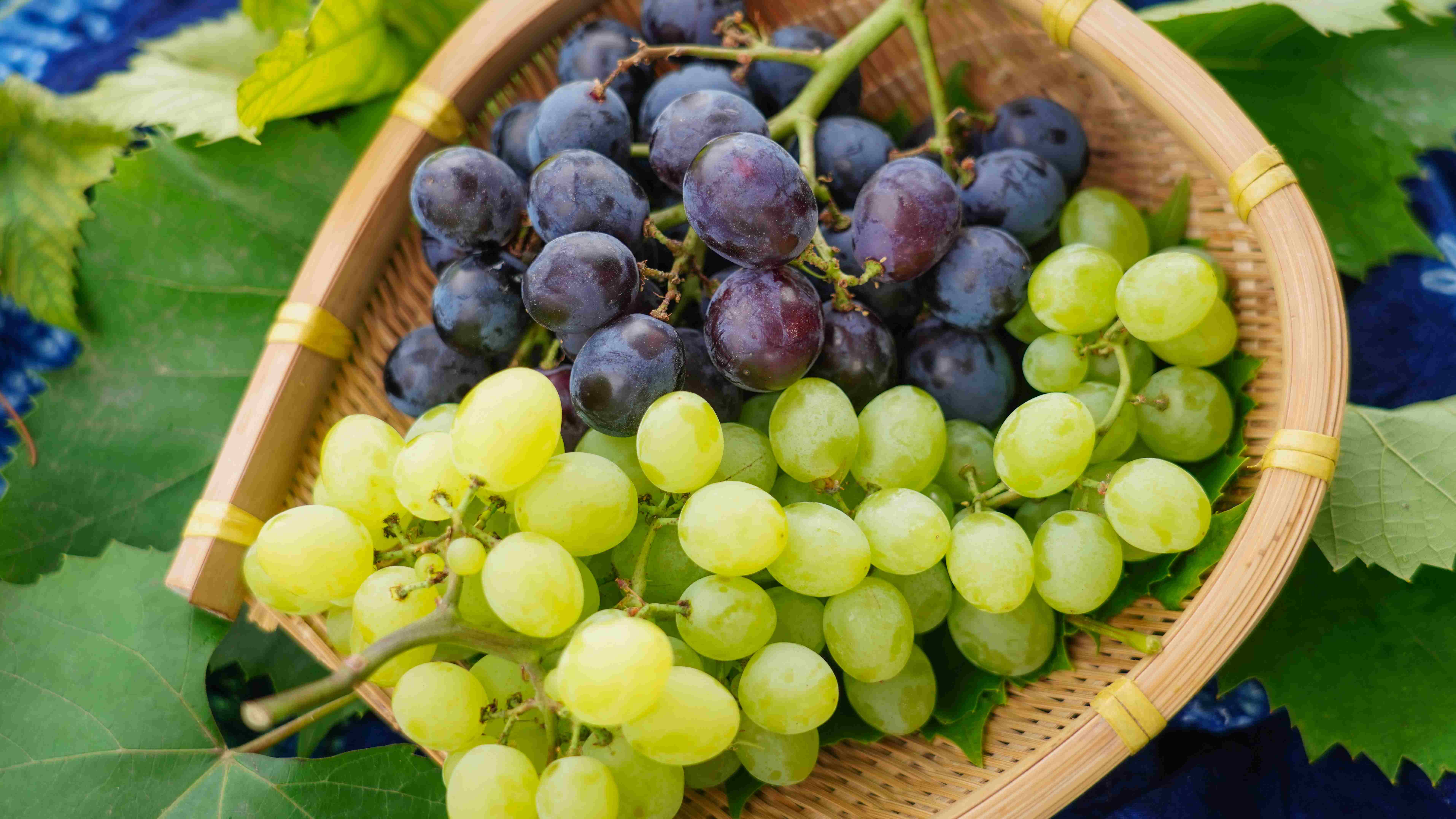 太行磨盘山生态葡萄多滋味浓清雅脆甜公平贸易基地直发包邮taihang