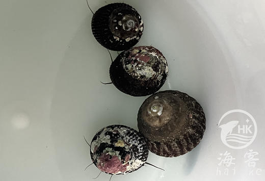 国产清洁螺（吃藻） 商品图1