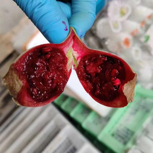 仙人掌果一斤（拼团） 商品图2