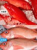 东海野生海钓东星斑 商品缩略图1