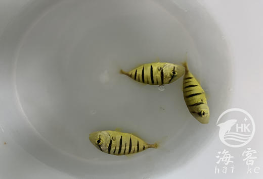 人工黄金参 商品图1