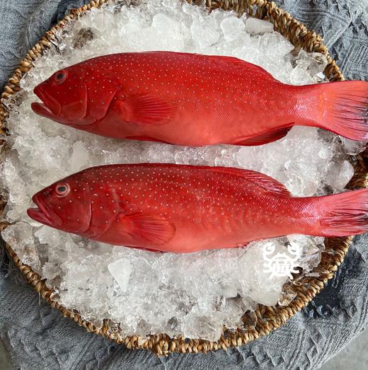 东海野生海钓东星斑 商品图2