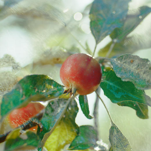 一品农夫百年经典原味果汁310ml*8罐 商品图3