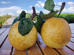 山丘梨 5斤左右