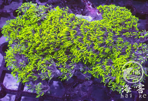 荧光绿草皮 商品图0