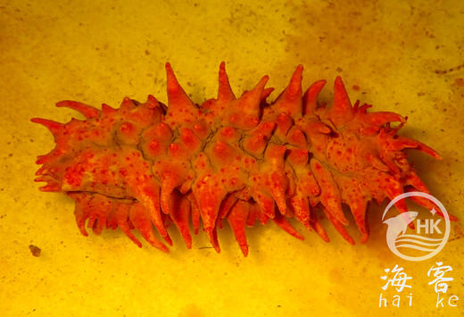 红海参 商品图0