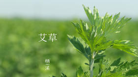 艾草——风来蒿艾气如薰 | 植物小课堂019