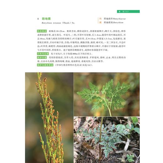 浙江乌岩岭国家级自然保护区珍稀濒危植物图鉴(精)/生物多样性丛书/雷祖培/张芬耀/刘西/浙江大学出版社/图谱/动物/分类 商品图3