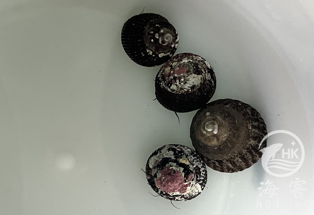 国产清洁螺（吃藻）