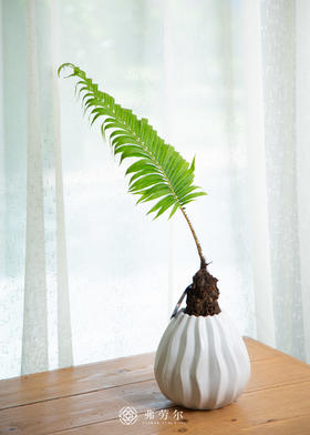 白圆锥盆-彩虹蕨