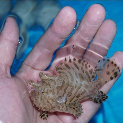 虎纹五脚虎 商品图5