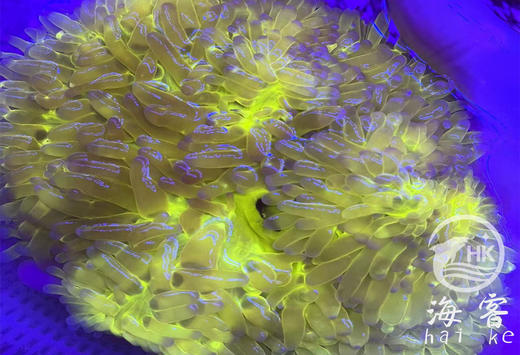 公主葵 商品图1