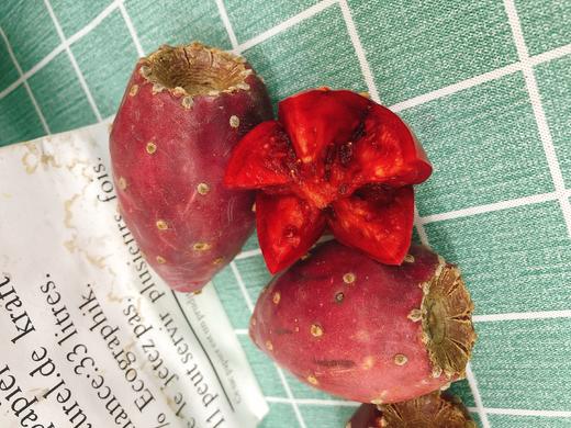 仙人掌果一斤（拼团） 商品图5