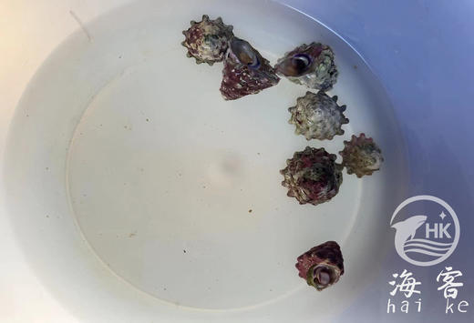 紫底清洁螺（吃藻） 商品图1