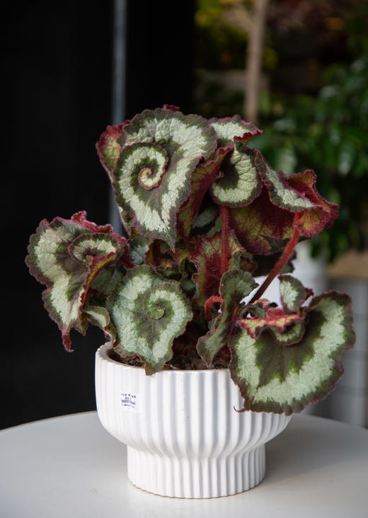 锯齿白盆—蜗牛秋海棠 商品图0