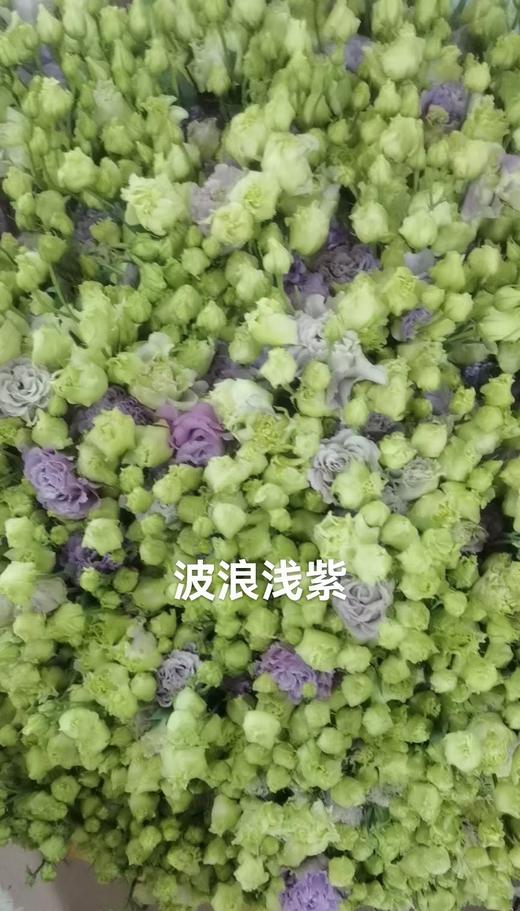 洋桔梗波浪浅紫 商品图0