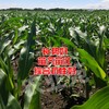 我苑意·14羟基芸台素甾醇·100%可溶液剂 商品缩略图2