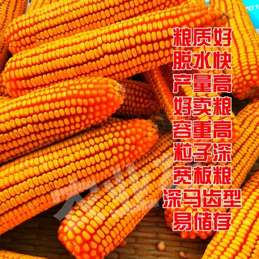 我苑意·14羟基芸台素甾醇·100%可溶液剂 商品图9