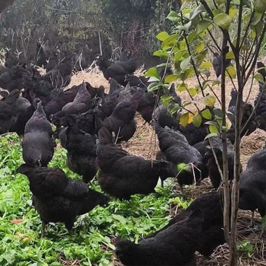 乌鸡蛋【同城配送】 商品图3