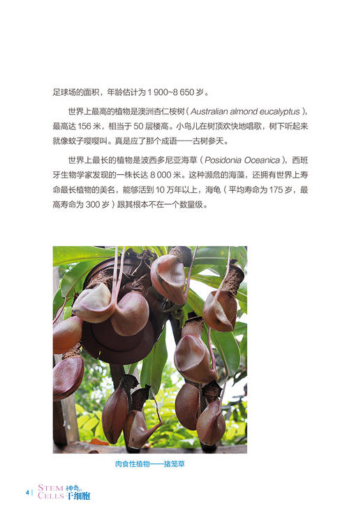 神奇的干细胞 王佃亮著 打开生命奥秘的钥匙 干细胞药物产品新进展学生科学工作者医务人员了解 人民卫生出版社9787117331128 商品图4