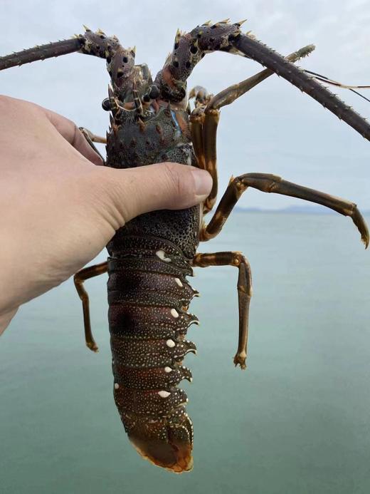 海捕青龙虾【礼盒装 】，一人吃一只超级爽！媲美大花龙的品质{爆肉、肥美}活冻 商品图1