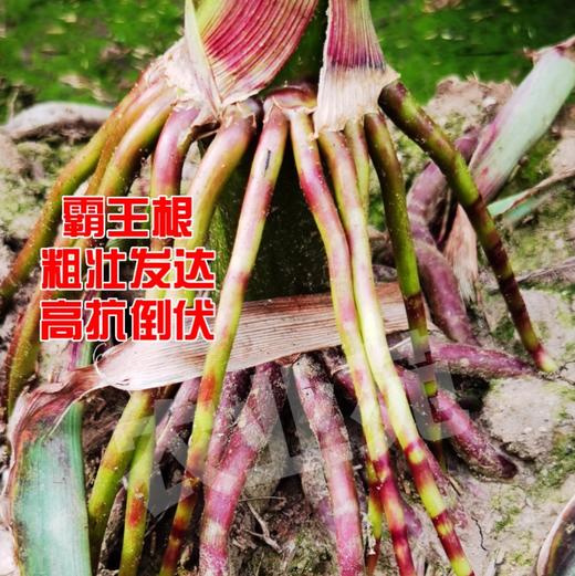 我苑意·14羟基芸台素甾醇·100%可溶液剂 商品图6