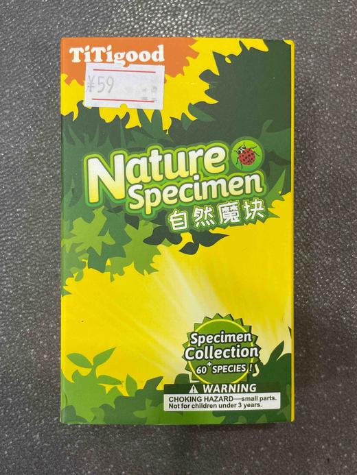 T 千千谷昆虫  2804002      中华扁锹/FK4002 商品图0