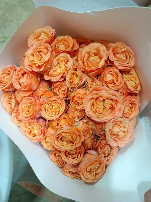 多头玫瑰珊瑚泡泡