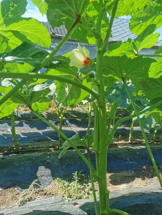 生态秋葵 | 肉质柔嫩 口感爽滑 | 石嫣农场 商品图1