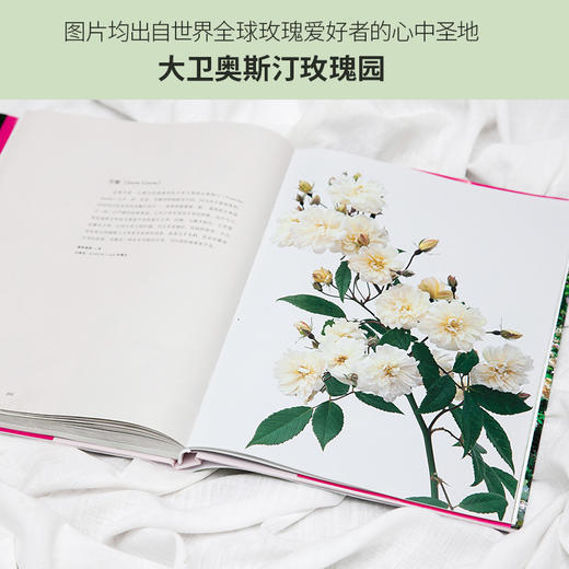 (仓发) 大卫·奥斯汀 迷人的英国玫瑰/天津人民出版社/[英]大卫·奥斯汀，紫图出品/9787201163161 商品图6