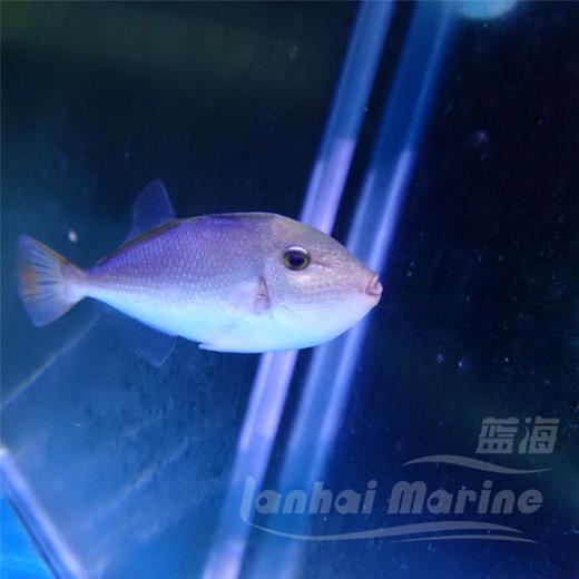 深水红线炮弹 商品图3