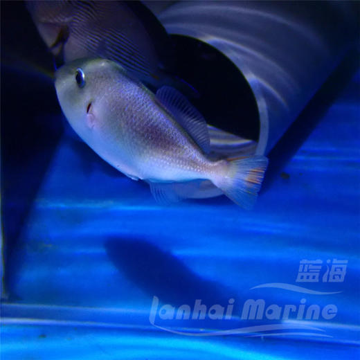 深水红线炮弹 商品图5