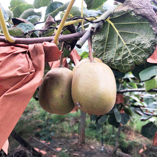 新鲜现摘红心猕猴桃，香甜可口，味美多汁，大家每年都超爱的一款无毛猕猴桃 商品图3