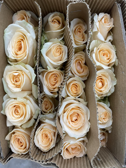 【秒杀福利】南粤推荐-香槟玫（蜜桃雪山） 20枝 商品图6