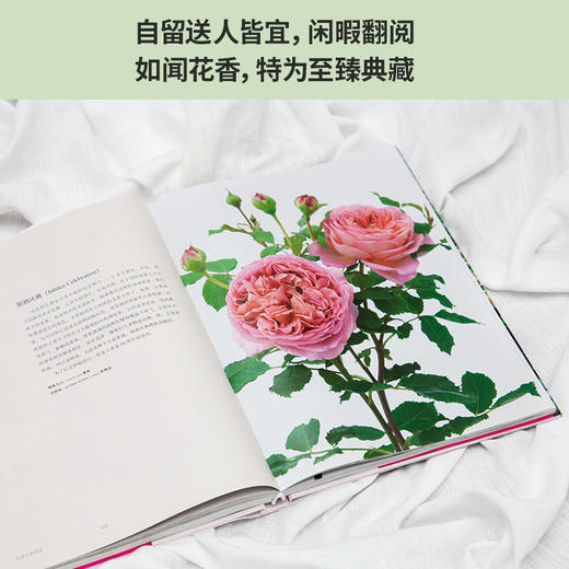 (仓发) 大卫·奥斯汀 迷人的英国玫瑰/天津人民出版社/[英]大卫·奥斯汀，紫图出品/9787201163161 商品图5