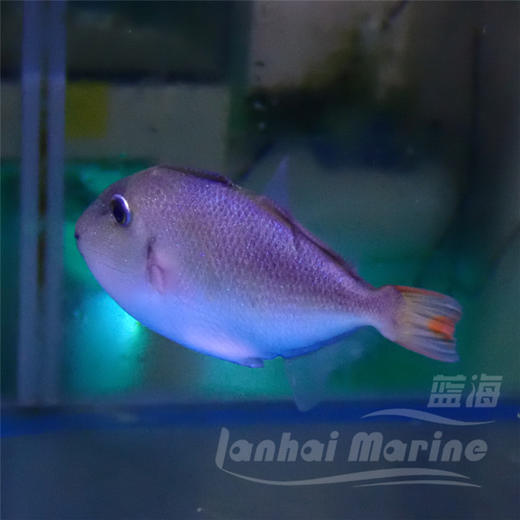 深水红线炮弹 商品图7